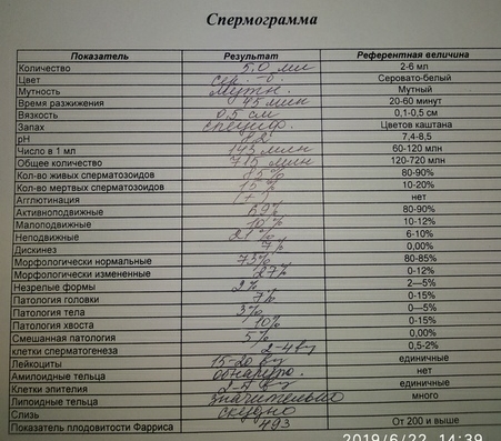 Спермограмма образец